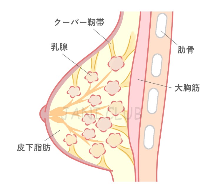 バスト